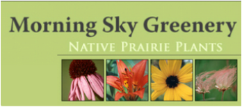 Morning Sky Greenery: MN Native prairie plant nursery milkweed asclepius