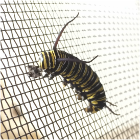 Monarch Caterpillar in rearing cage
