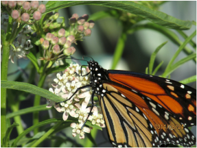 Matilija Nursery Monarch on milkweed