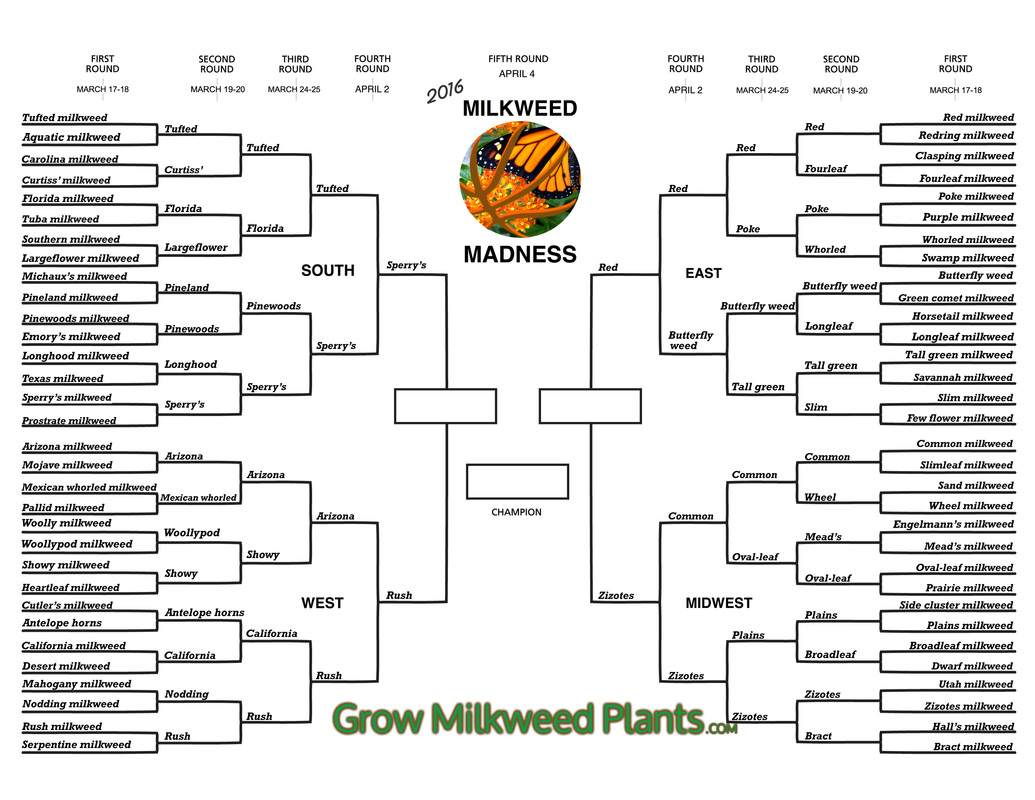 Milkweed Madness 2016 Final Four of Milkweed