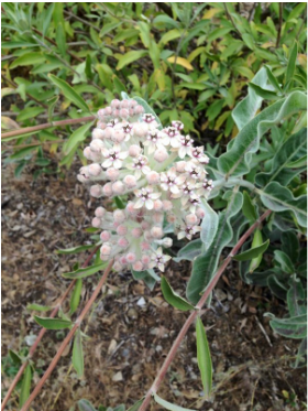 Woollypod milkweed Asclepias eriocarpa California