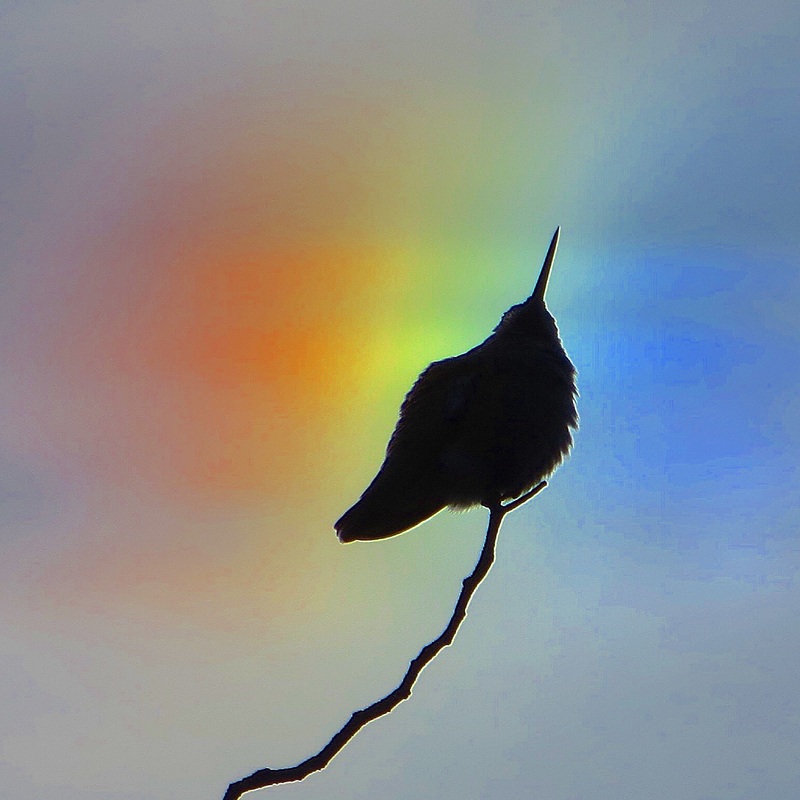 Hummingbird in front of a rainbow