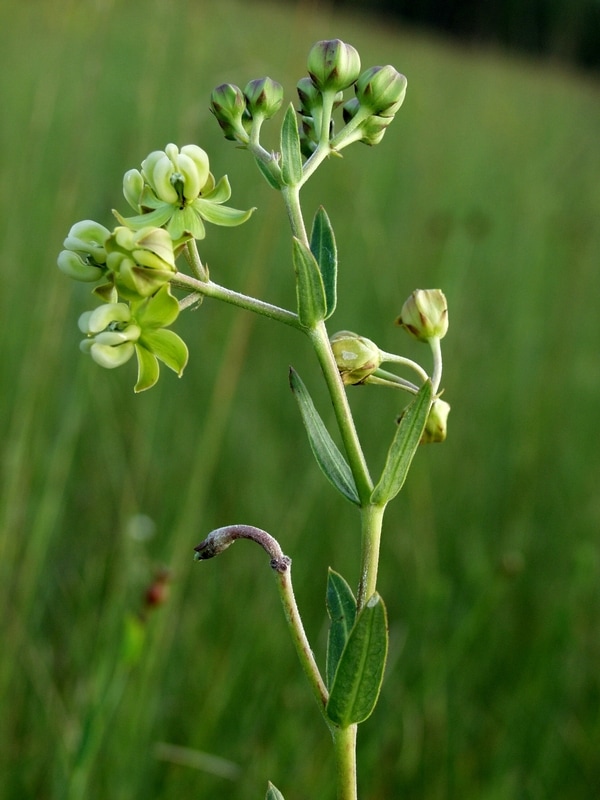 Asclepias Connivens