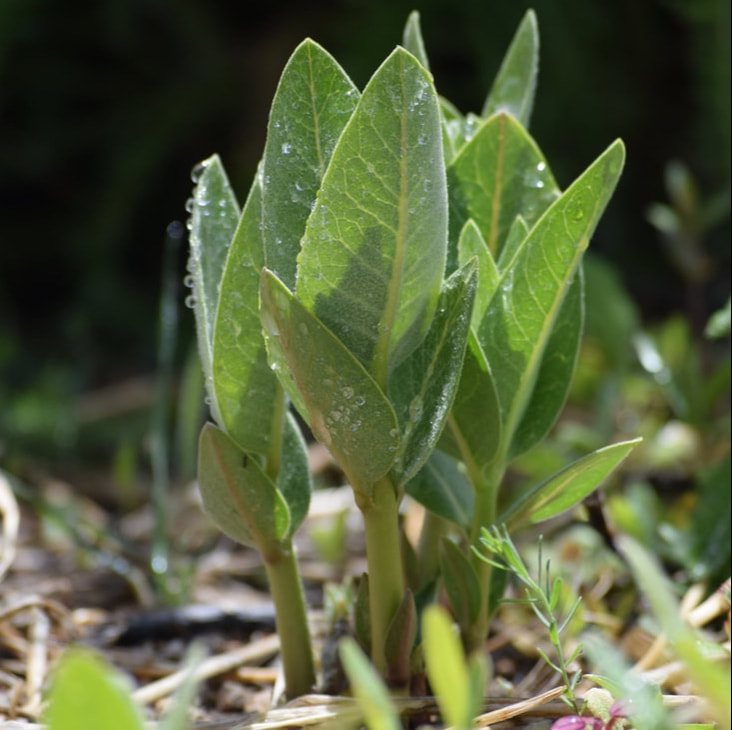 showy milkweed morphology