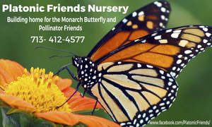 buy milkweed plants  Plantonic Friends Nursery, Spring TX