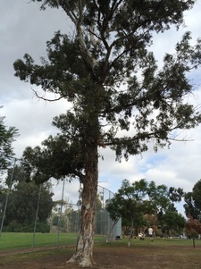 Monarch hiding in a tree in San Diego