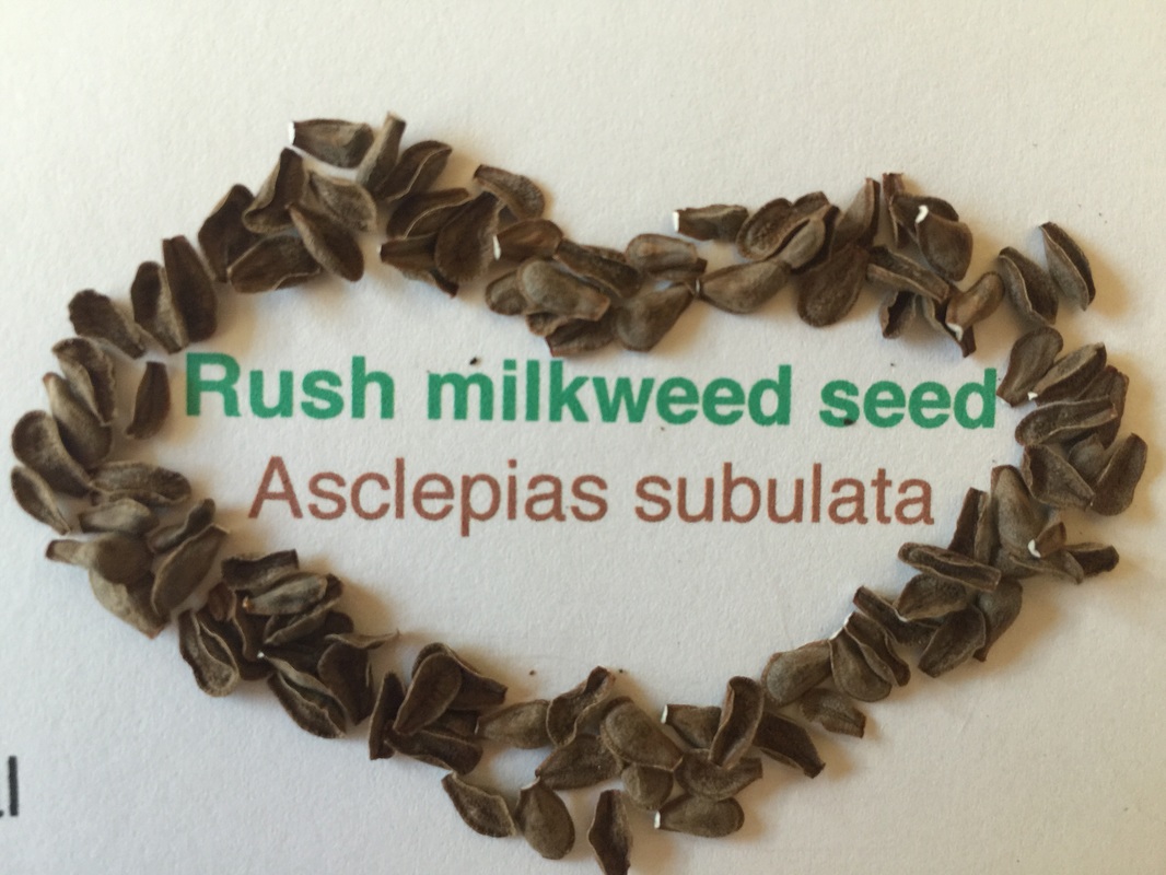 asclepias subulata seeds
