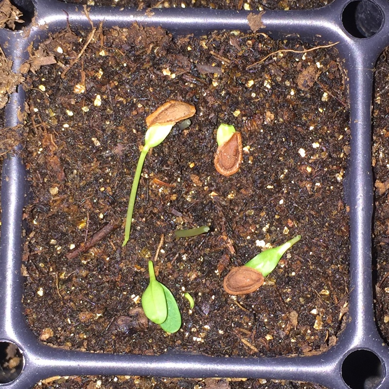 milkweed sprouts