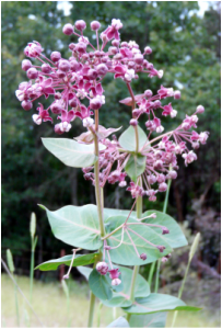 Georgia Vines Asclepias milkweed