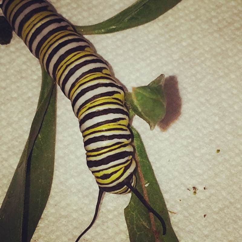 Monarch Caterpillar eating Tropical Milkweed rearing at home.