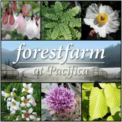 ForestFarm at Pacifica Oregon OR Asclepias Milkweed