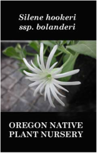Milkweed Asclepias Oregon Native Plant Nursery Woodburn