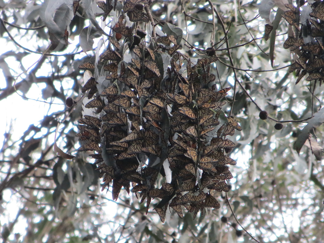 November 2014 Monarch butterflies cluster at natural bridges state beach butterfly trail