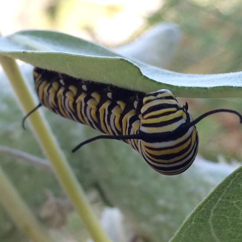 Monarch Caterpillar Andy near Reno NV
