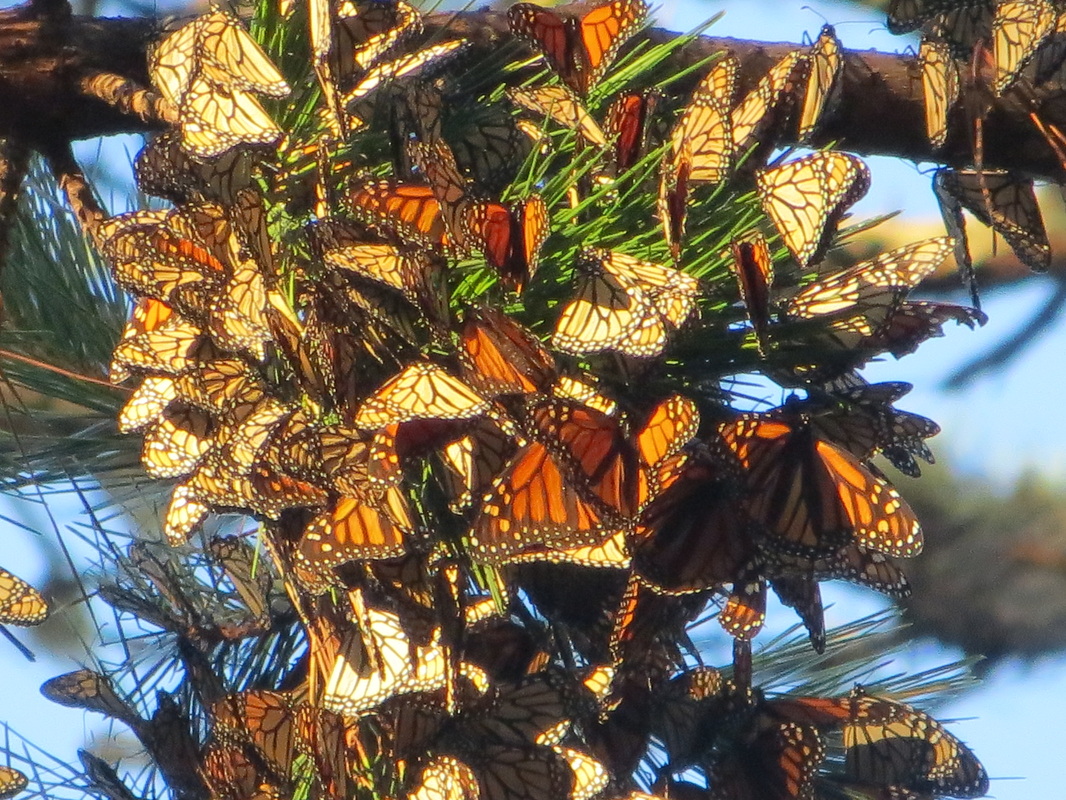 Monarch butterfly cluster pacific grove california
