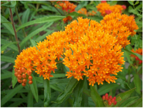 Butterfly Weed Image