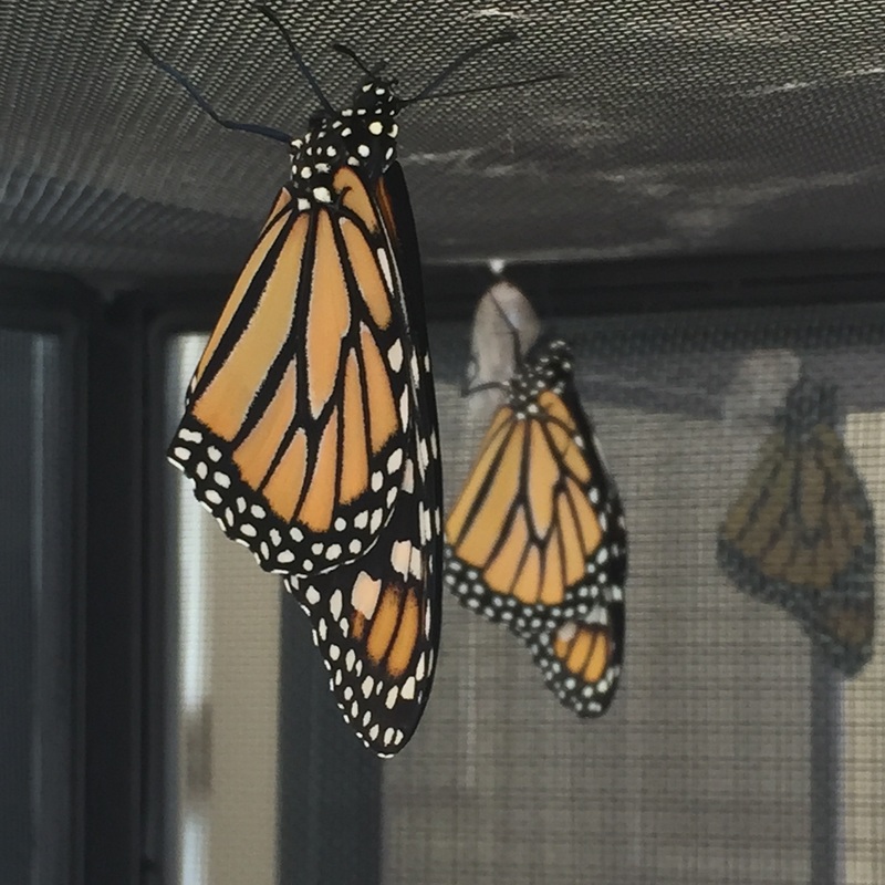 Monarch Butterflies newly eclosed