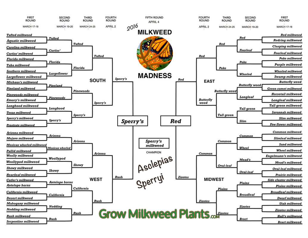Milkweed Madness 2016
