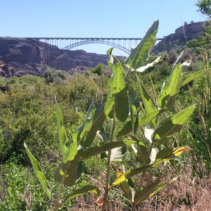 milkweed under the perrine bridge