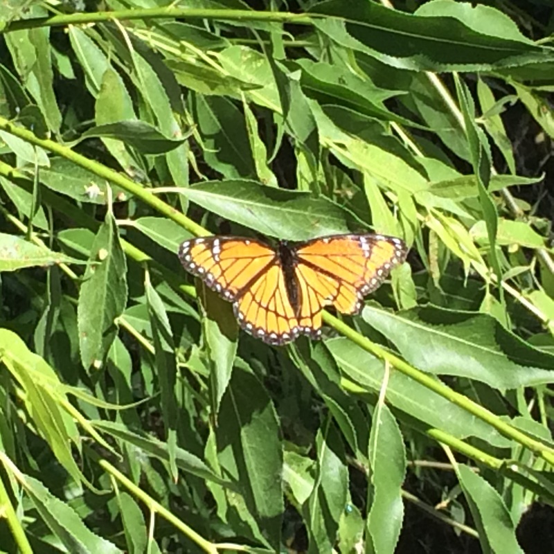 Viceroy Butterfly 2015