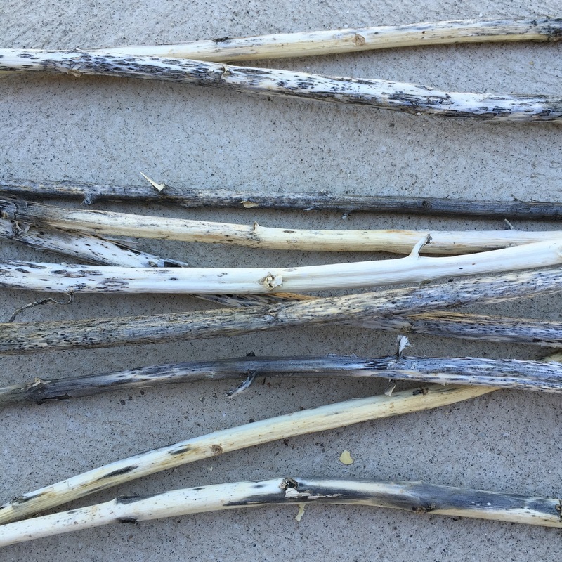 dried milkweed stems