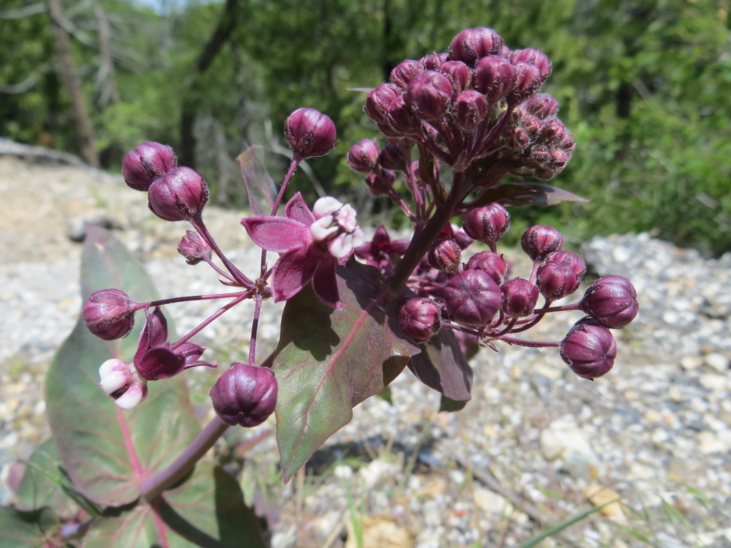Heartleaf milkweed, Asclepias cordifolia