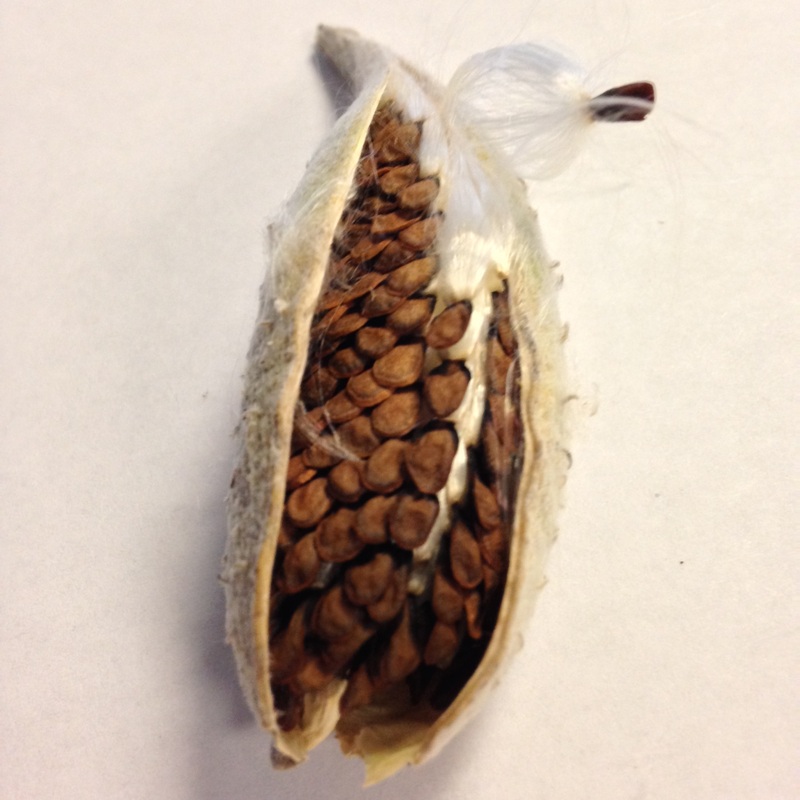 Showy milkweed seed pod