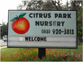Citrus Park Landscape Nursery & Produce Milkweed Tampa
