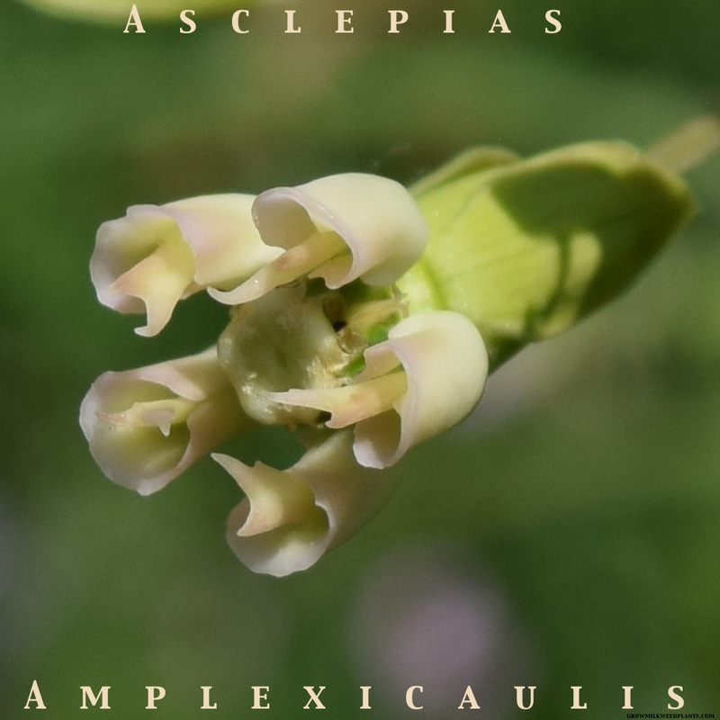 Clasping milkweed, asclepias