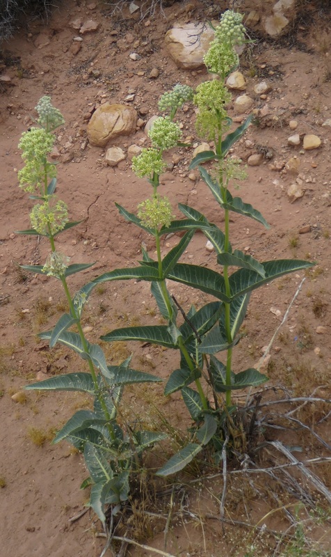 Desert milkweed asclepias erosa
