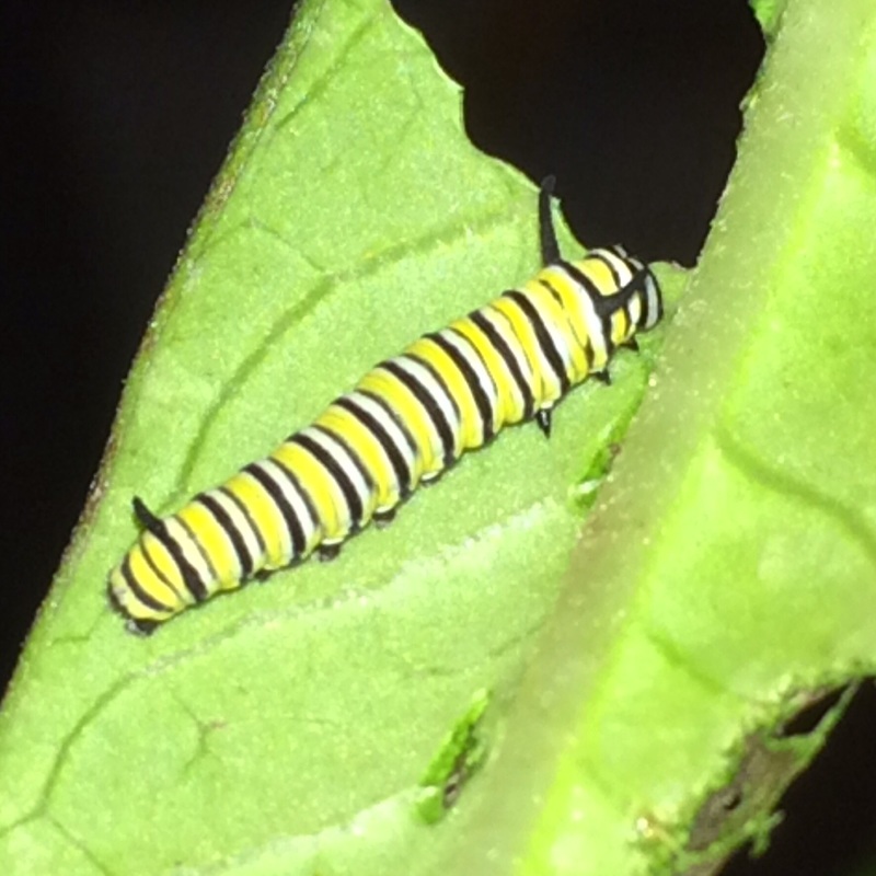 monarch caterpillar feeding milkweed