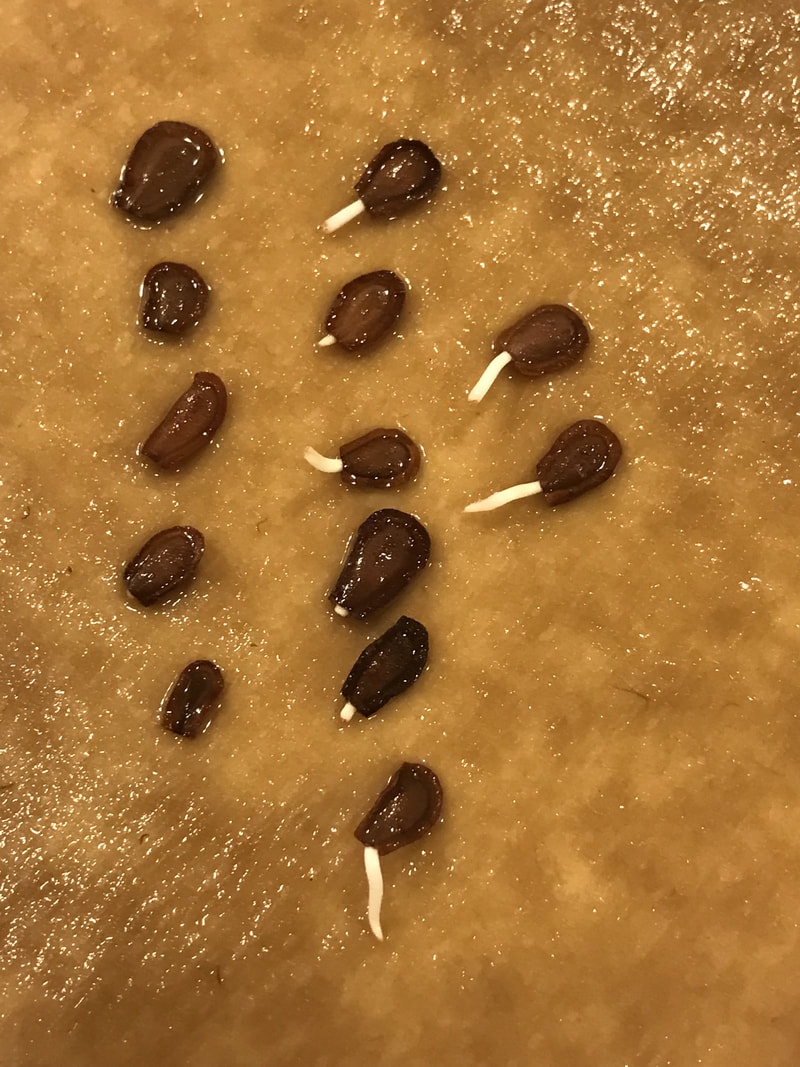 water germination of showy milkweed seeds
