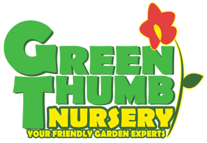 Green Thumb Nursery, California Milkweed