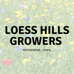LOESS HILLS GROWERS  Iowa Milkweed Asclepias