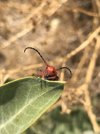 red milkweed beetle on leaf