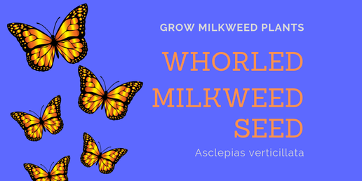Whorled Milkweed Seed by Grow Milkweed Plants