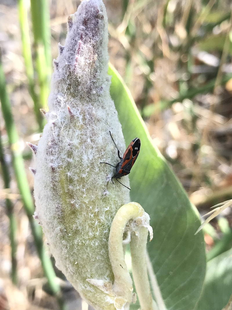 small milkweed bug on showy milkweed seed pod