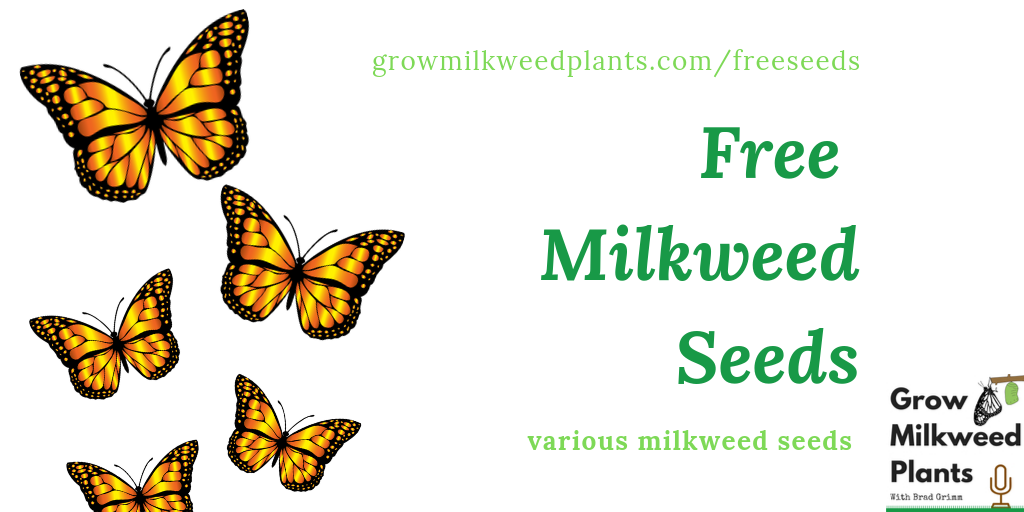 Free Milkweed Seeds