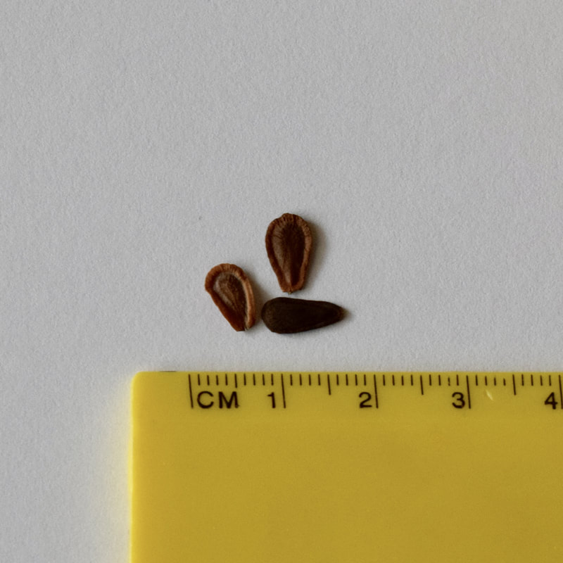 asclepias speciosa seed