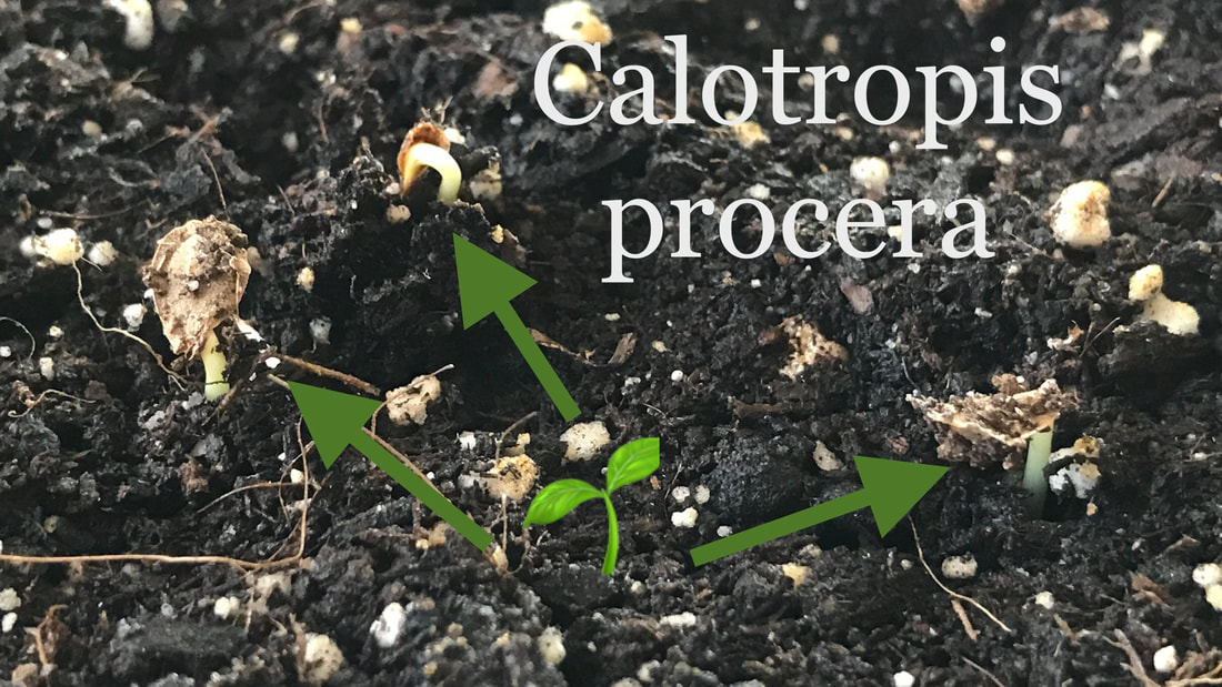 Calotropis procera seeds sprouting