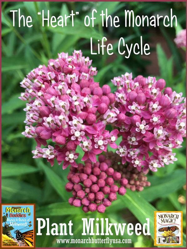 The Heart of the Monarch Life Cycle Lynn Rosenblatt