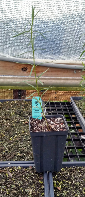 Whorled milkweed plants for sale Asclepias verticillata