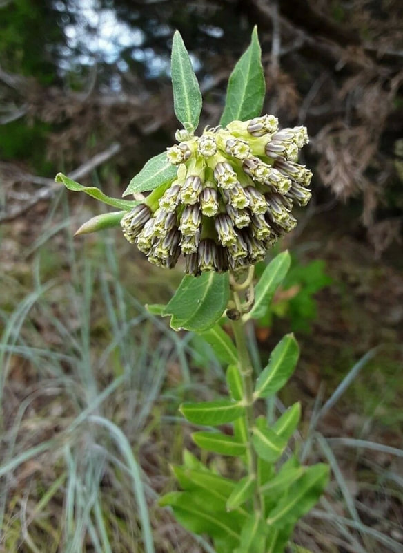 Green Comet milkweed seeds for sale Asclepias viridiflora