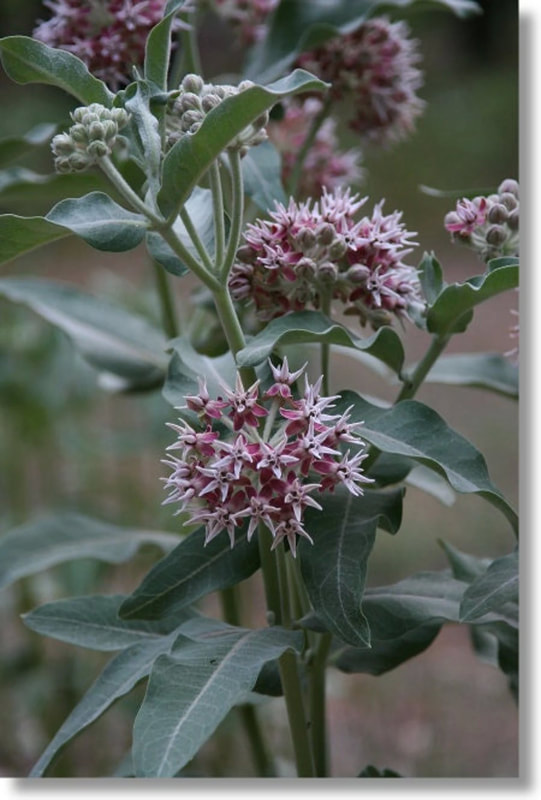 Showy milkweed plants for sale online