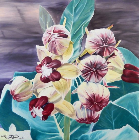 Pallid Milkweed/Asclepias Cryptoceras Oil Painting/Botanical Illustration/Floral Wall Art