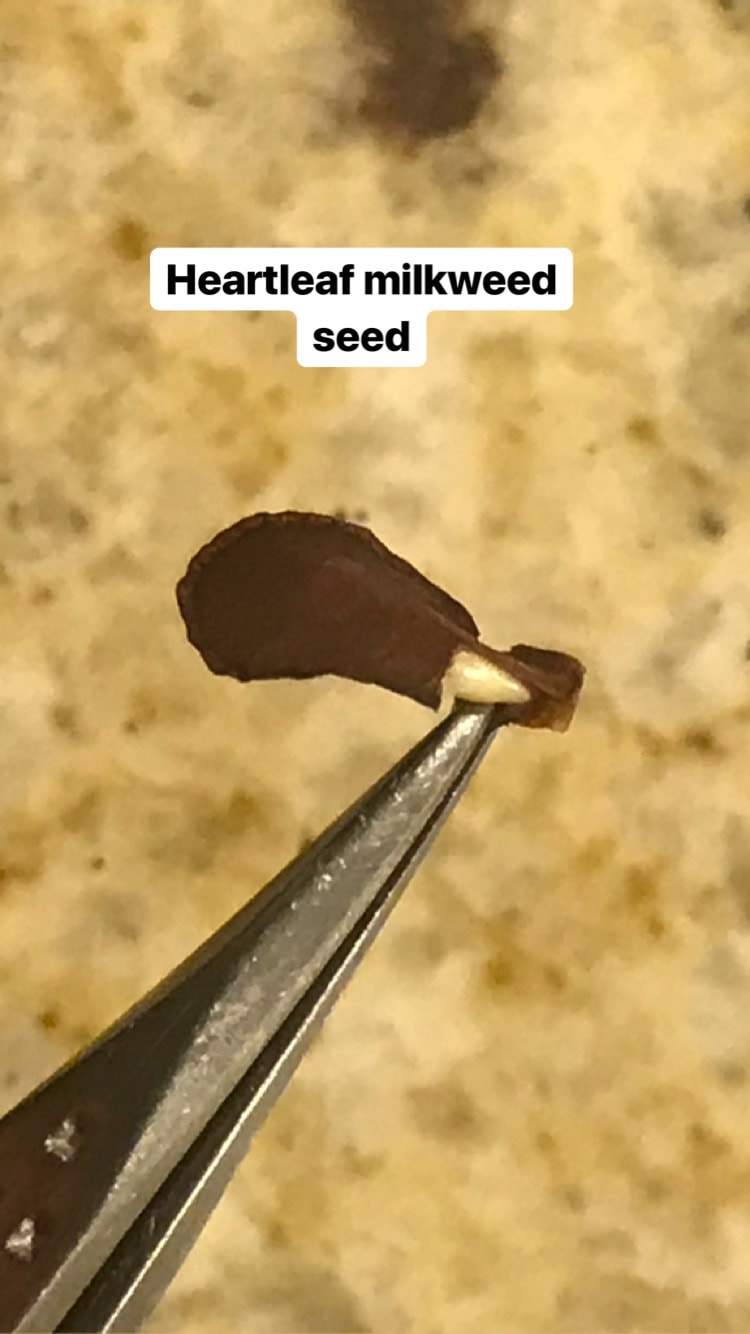 Growing heartleaf milkweed from seed