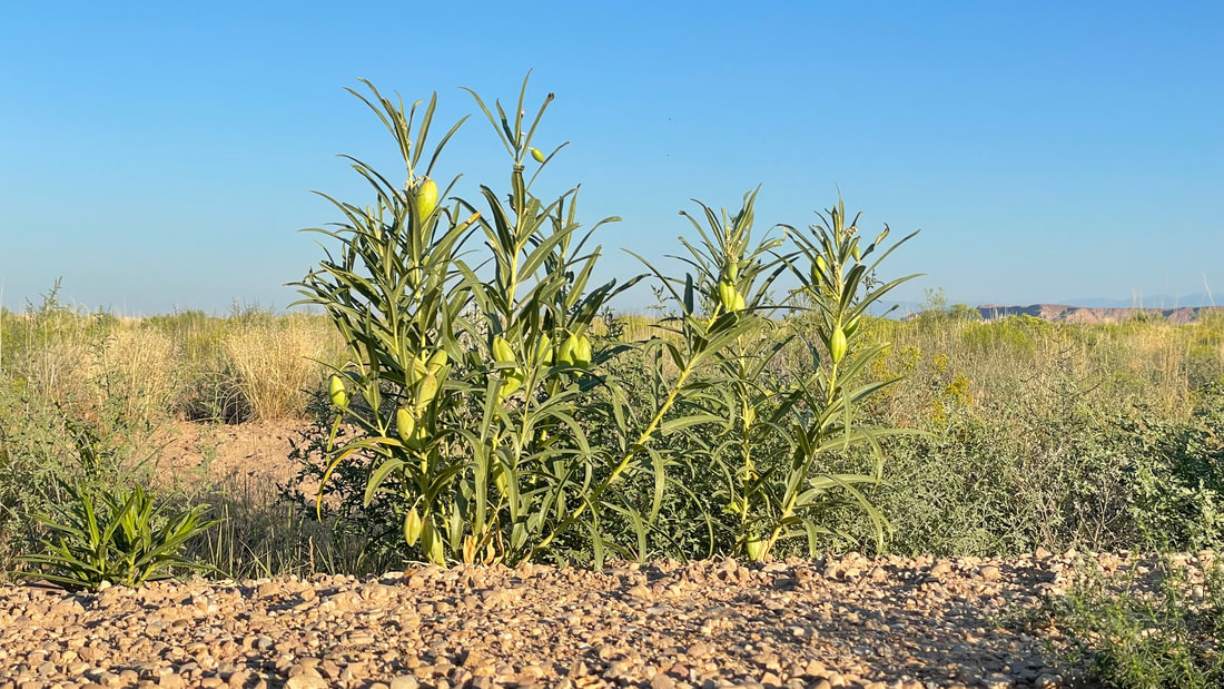 Utah milkweed seed pod Asclepias labriformis for sale