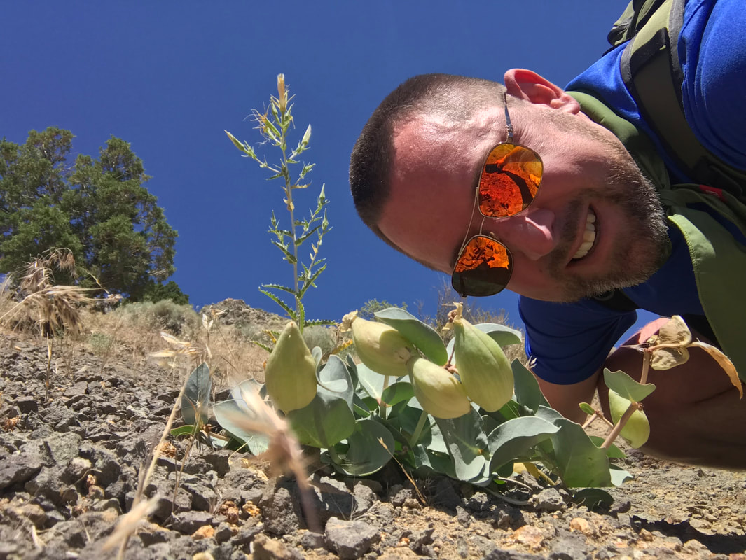 Asclepias cryptoceras fruiting July 5th 2018 Nevada