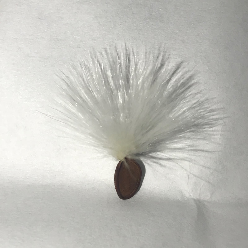 Asclepias cryptoceras seed with coarse fibers