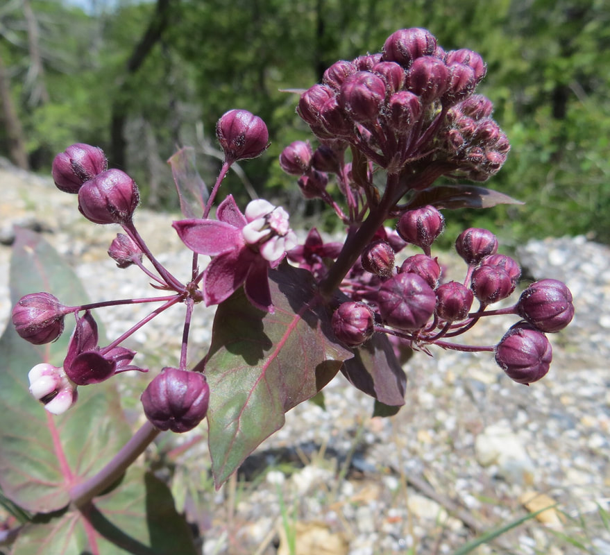 Asclepias cordifolia bloom Nevada